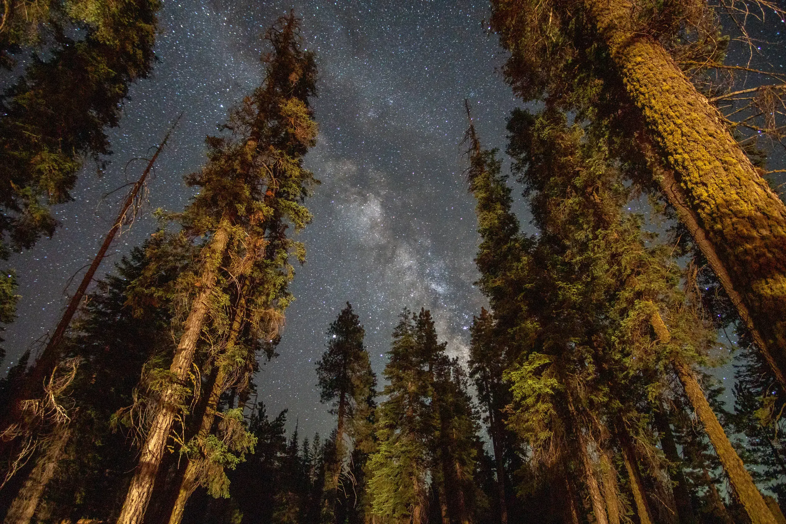 Sequoia
